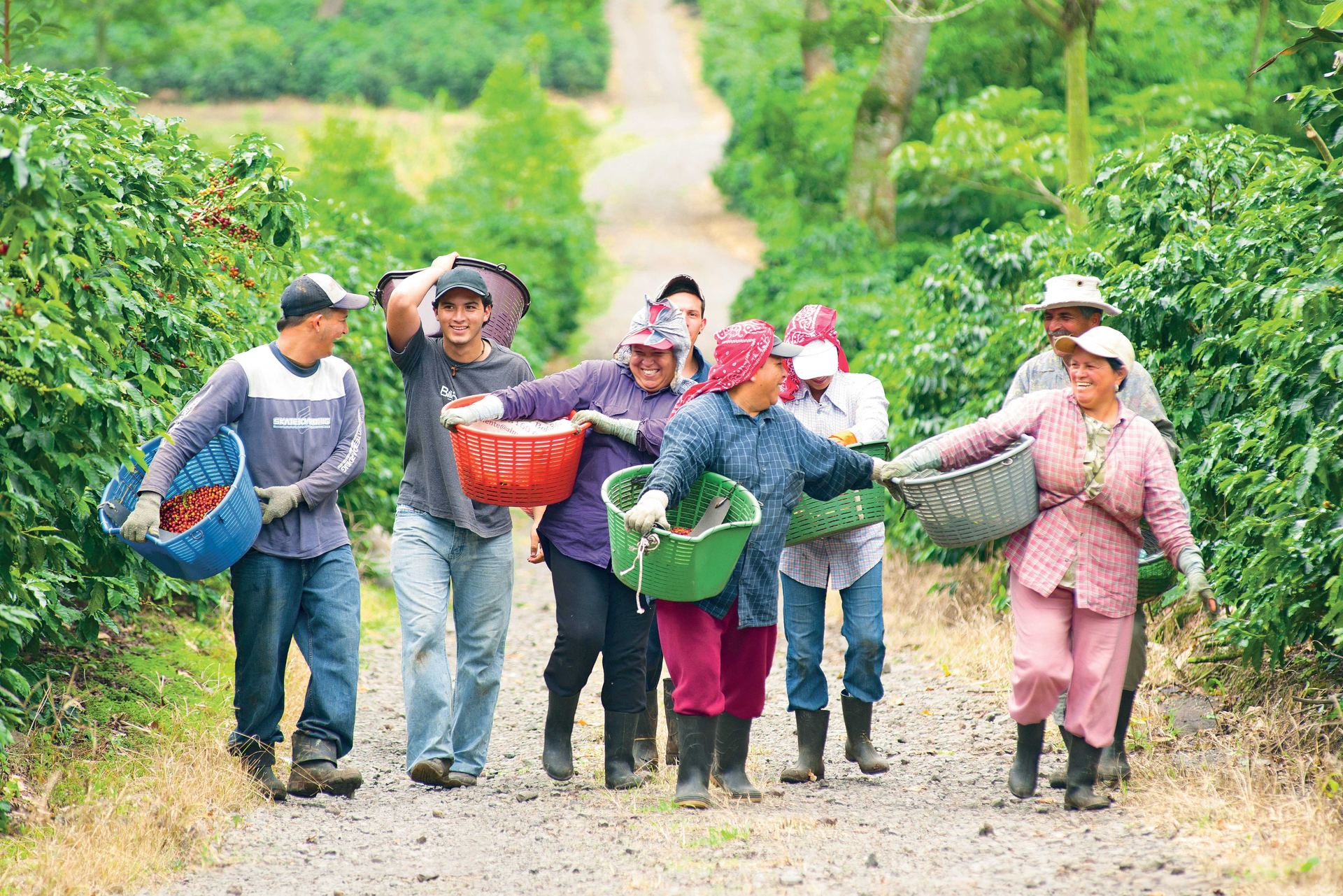 FONASCAFÉ y sostenibilidad cafetalera