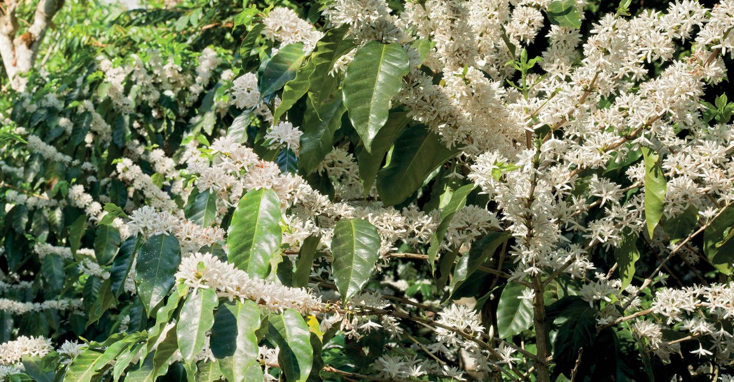 Nuestro Café – Cafe De Costa Rica